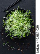 Healthy vegetarian bowl dish with fresh flaxseed sprouts. Plate with raw linseed sprouts salad. Healthy balanced eating. Superfood. Стоковое фото, агентство Ingram Publishing / Фотобанк Лори