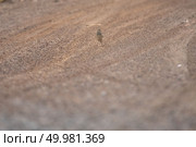 Oriental Skylark bird. Стоковое фото, агентство Ingram Publishing / Фотобанк Лори