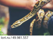 Child hand holding snake boa, Halloween. Стоковое фото, агентство Ingram Publishing / Фотобанк Лори