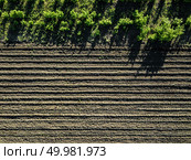 Aerial view sown and cultivated field on a spring sunny day, the shadows of the trees are reflected on the ground. Photo from the drone. Aerial view cultivated rural field, agriculture. Стоковое фото, агентство Ingram Publishing / Фотобанк Лори