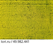 Aerial view top view of the yellow field with flowering rape. Natural background. Photo from the drone. Aerial view of yellow rapeseed field a spring day. Стоковое фото, агентство Ingram Publishing / Фотобанк Лори