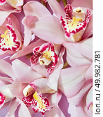 Delicate pink orchid flowers with a pattern on petals. Flowering layout for your ideas. Flat lay. Close-up of pink fresh orchid flowers. Natural floral background. Flat lay. Стоковое фото, агентство Ingram Publishing / Фотобанк Лори