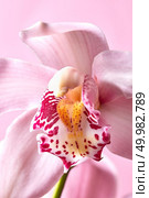 Macro photo of elegant pink petals of orchids with a water pattern on a pink background. Natural background. Colorful pink exotic orchid flower on a pink background. Macro photo as a floral background. Стоковое фото, агентство Ingram Publishing / Фотобанк Лори