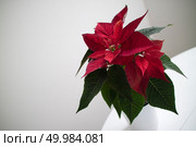 flower of red poinsettia with green leaves in a white pot against a light room wall and table. christmas flower red Poinsettia in the pot on light backround. Стоковое фото, агентство Ingram Publishing / Фотобанк Лори