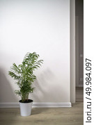 Decorative Areca Palm tree in a white ceramic pot against a white wall and corridor in the house. Decorative Areca Palm tree on white background. Стоковое фото, агентство Ingram Publishing / Фотобанк Лори