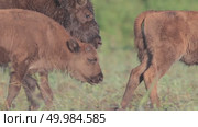 Зубр европейский молодые животные, теленок зубра Bison bonasus. Стоковое видео, видеограф Дмитрий Якубович / Фотобанк Лори