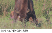 Зубр европейский молодые животные, теленок зубра Bison bonasus. Стоковое видео, видеограф Дмитрий Якубович / Фотобанк Лори