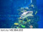 White grey shark in the form of corals in the aquarium. White grey shark. Стоковое фото, агентство Ingram Publishing / Фотобанк Лори