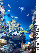 Many various fish on background of a coral reef. Many various fish. Стоковое фото, агентство Ingram Publishing / Фотобанк Лори