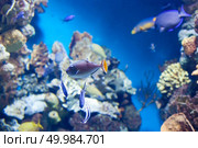Sargassum Triggerfish swimming on coral reef in aquarium. Sargassum Triggerfish swimming. Стоковое фото, агентство Ingram Publishing / Фотобанк Лори