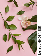 Green twigs with many other leaves represented over pink background. White or pink rose as decoration of composition.. Green twigs isolated. Стоковое фото, агентство Ingram Publishing / Фотобанк Лори