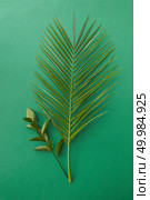 Top view of green palm leaf with little green twig represented over green background. Green palm leaf with beautiful feathers.. Palm leaves isolated. Стоковое фото, агентство Ingram Publishing / Фотобанк Лори