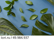 Green leaves represented over blue background. Tropical jungle Monstera leaf and many other green leaves used for decoration or designing.. Green leaves isolated. Стоковое фото, агентство Ingram Publishing / Фотобанк Лори