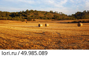 Hay bales on field after harvest. Round straw bales in harvested fields and blue sky. Hay stacks in summer field.. Stack of hay. Стоковое фото, агентство Ingram Publishing / Фотобанк Лори