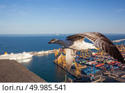 Seagull with view over the port in Barcelona, Spain,. Seagull with view over Barcelona. Стоковое фото, агентство Ingram Publishing / Фотобанк Лори