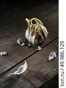 garlic with young sprouts.old sprouting garlic on a wooden old table. old sprouting garlic on wooden table. Стоковое фото, агентство Ingram Publishing / Фотобанк Лори