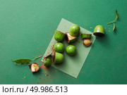 delicious candy green chocolate on a green background. Food background.. candy green chocolate. Стоковое фото, агентство Ingram Publishing / Фотобанк Лори