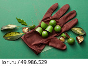 chocolates on the glove and leaves on a green background. green chocolate candy with jelly. Стоковое фото, агентство Ingram Publishing / Фотобанк Лори