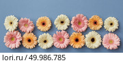 Flower panorama from gerberas on a blue paper background. from Mother’s Day as post card or as a screensaver on the site. Flat lay. Flower panorama from gerberas on a blue paper background. Стоковое фото, агентство Ingram Publishing / Фотобанк Лори