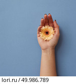 A girl’s hand holds an orange gerbera on a blue paper background, as a greeting card for Valentine’s Day or Mother’s Day.. A girl’s hand holds an orange gerbera on a blue paper background. Стоковое фото, агентство Ingram Publishing / Фотобанк Лори