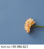 One bright orange gerbera on a blue paper background. As post card for Mother’s day or 8 march with copy space. Concept of the game Tetris.. One bright orange gerbera on a blue paper background. Стоковое фото, агентство Ingram Publishing / Фотобанк Лори