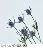 small blue eryngium flowers on a gray background.valentine day. Concept of greeting card. small blue flowers on a gray background. Стоковое фото, агентство Ingram Publishing / Фотобанк Лори