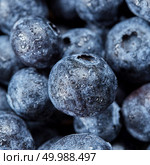 Fresh ripe sweet blueberries in the water droplets with soft focus. Blueberries summer macro background. Top view.. Summer blueberries background from natural organic freshly picked berries. Macro of sweet fresh blueberries. Стоковое фото, агентство Ingram Publishing / Фотобанк Лори