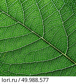 Macro photo of the smallest streak of green leaf. Natural pattern for layout. Top view. Macro photo of dark green leaf. Natural pattern of leaf vein as a background for your ideas. Top view. Стоковое фото, агентство Ingram Publishing / Фотобанк Лори