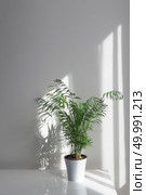 Plant Areca in a white flowerpot on a table the morning rays of the sun through a window fall on a table and a white wall making shadows. Green plant Areca in a flowerpot on a table against a white wall background. Стоковое фото, агентство Ingram Publishing / Фотобанк Лори