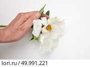 Spring bloom Peony of sensuality and touch man’s hand the delicacy of nature. Warmth and tenderness of nature.. Man touches flowering Peony bud with hand on white background. Стоковое фото, агентство Ingram Publishing / Фотобанк Лори