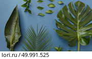 Top view of different green leaves isolated over blue background. Tropical jungle Monstera leaf, palm leaf and other green leaves are totally organized.. Green leaves isolated. Стоковое фото, агентство Ingram Publishing / Фотобанк Лори