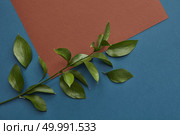 Green twig covering brown blank copy space represented over blue background. Blank copy space may be used for your ideas, emotions, etc.. Green twig covering copy space. Стоковое фото, агентство Ingram Publishing / Фотобанк Лори