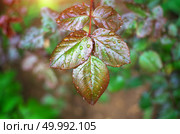 Dew of raindrops on leaf. Nature composition. Стоковое фото, агентство Ingram Publishing / Фотобанк Лори