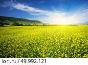 Meadow of rape. Nature composition. Стоковое фото, агентство Ingram Publishing / Фотобанк Лори