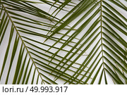 Top view of palm green leaves isolated on white background. Green texture with feathers for decoration of any poster, post card, etc.. Palm leaves isolated. Стоковое фото, агентство Ingram Publishing / Фотобанк Лори