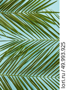 Tropical palm leaf. Flat lay, top view. Palm green leaves represented over blue background.. Palm leaves isolated. Стоковое фото, агентство Ingram Publishing / Фотобанк Лори