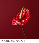 red flower Anthurium isolated on red background. red flower on red background. Стоковое фото, агентство Ingram Publishing / Фотобанк Лори