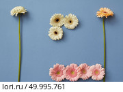 Composition in the form of figures from different colors of gerberas on a blue background. The concept of playing tetris. Flat lay.. Composition of different colors of gerberas isolated on a blue paper background, Стоковое фото, агентство Ingram Publishing / Фотобанк Лори
