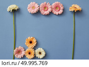 Creative pattern of colorful gerberas on a blue paper background. Figures from the game Tetris. Blooming concept. Flat lay.. Creative pattern of colorful gerberas on a blue paper background. Стоковое фото, агентство Ingram Publishing / Фотобанк Лори