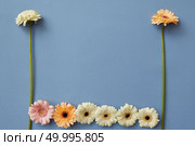 A pattern of white, orange and pink gerberas on a blue paper background. Figures from the game Tetris. Minimal spring concept. Flat lay.. Different gerbera flowers on a blue paper background. Стоковое фото, агентство Ingram Publishing / Фотобанк Лори