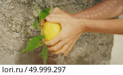Close-up of hands washing fresh large lemon Sfusato Amalfitano under a stream of water on stone wall. Стоковое видео, видеограф Igor Tichonow / Фотобанк Лори
