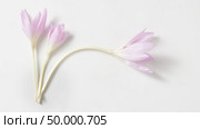 Studio Shot of Lilac Colhicum Flowers Isolated on White Background.. autumn crocus flowers isolated. Стоковое фото, агентство Ingram Publishing / Фотобанк Лори
