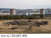 Заброшенный огород на пустыре на окраине города. Огороженная территория на заросшем поле в окрестностях северного города. Вдали видны многоэтажные дома. Проблемы благоустройства и развития территорий в Сибири и на Дальнем Востоке России. Гороховое поле, город Магадан, Магаданская область, Россия. Редакционное фото, фотограф Андрей Степанов / Фотобанк Лори