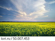 Meadow of rape. Nature composition. Стоковое фото, агентство Ingram Publishing / Фотобанк Лори