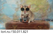 Крыса в солнцезащитных очках с фотоаппаратом на чемодане. Стоковое AI-видео, аниматор Виктория Кольцова / Фотобанк Лори