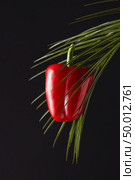 Green palm branch with juicy fresh pepper around a black background with space for text. Healthy organic food concept. Ripe red pepper presented on a green palm branch around a black background with a copy space. The concept of organic food. Стоковое фото, агентство Ingram Publishing / Фотобанк Лори