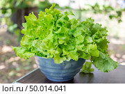 Close-up of curly-leafed lettuce overflowing into a blue bowl on a table in a backyard. Стоковое фото, фотограф Коханова Наталья / Фотобанк Лори