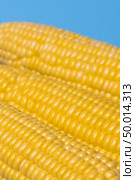 fresh organic corn on blue background. Стоковое фото, агентство Ingram Publishing / Фотобанк Лори