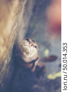 oriental small-clawed otter, Asian small-clawed otter (Aonyx cinereus) Стоковое фото, агентство Ingram Publishing / Фотобанк Лори