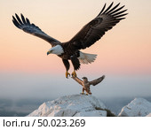 An eagle teaches an eaglet to fly, white cliffs and a gentle dawn. Photorealistic surrealism. Стоковое AI-изображение, AI-художник Анна Никонорова / Фотобанк Лори